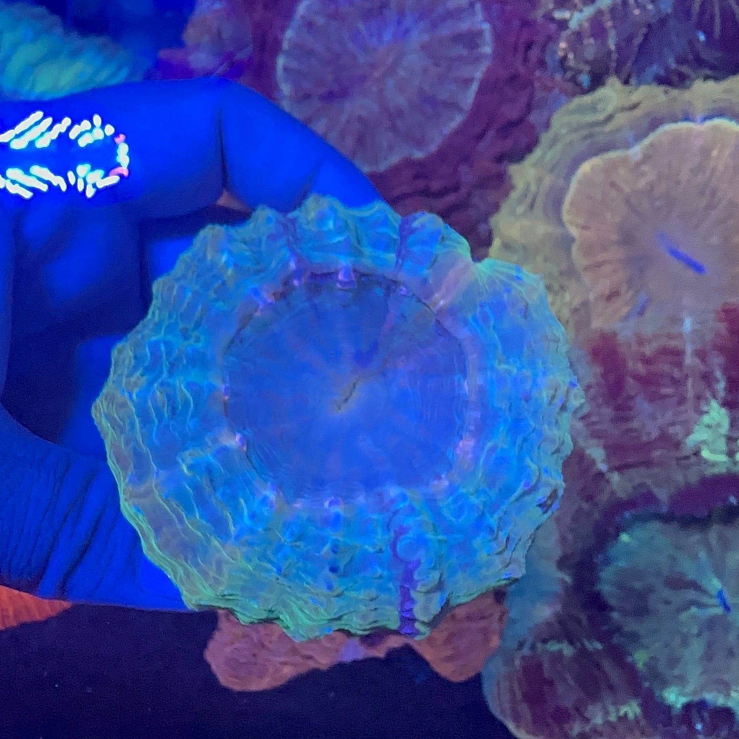 Acanthophyllia Coral (Donut)
