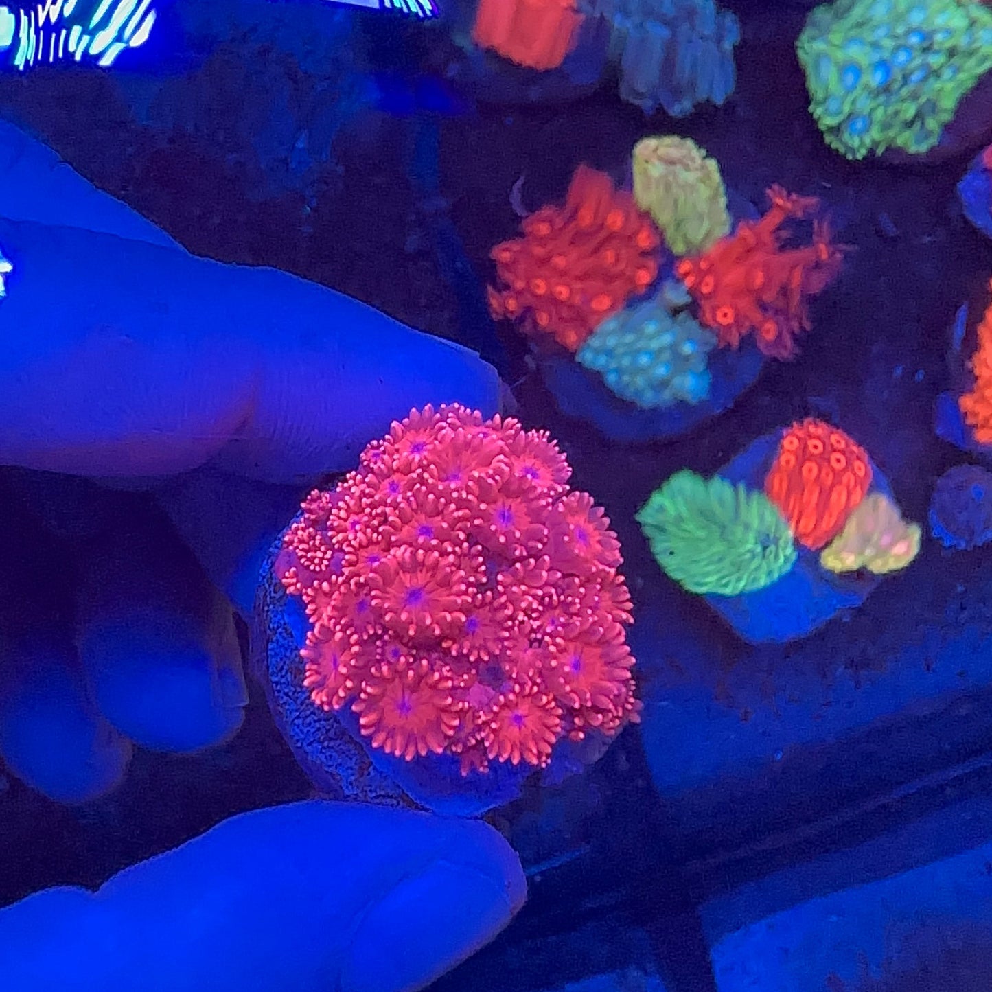 Goniopora Red Frag