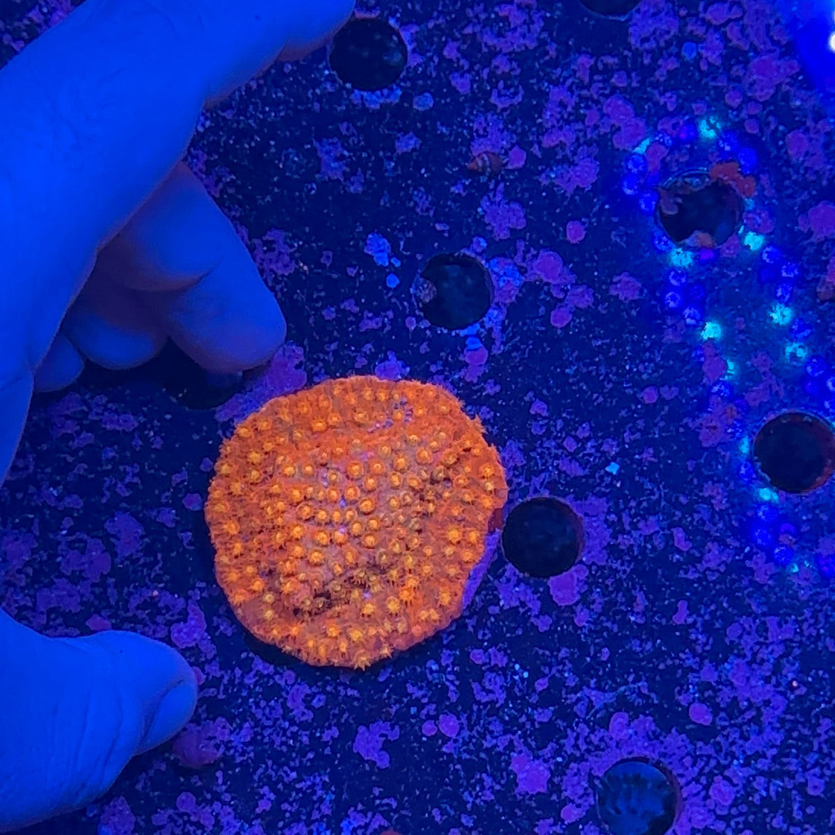 Crimson Stylocoeniella