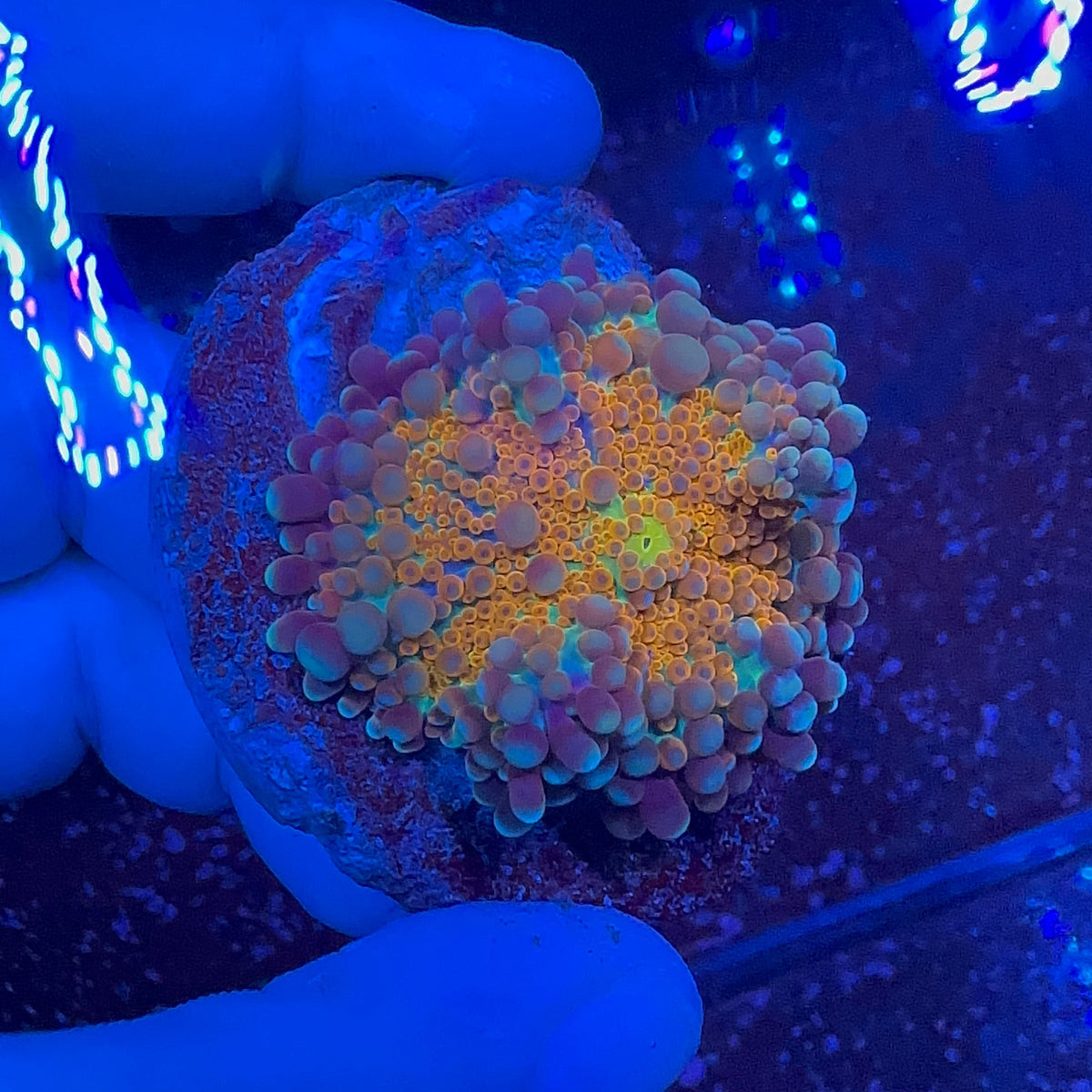 Orange Ricordea Yuma L