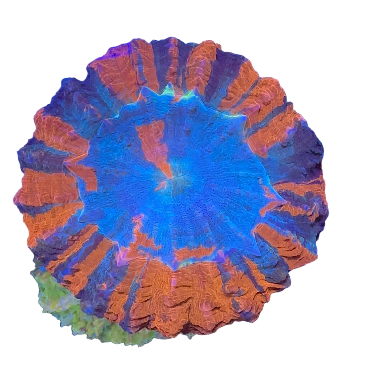 Multicolor Donut Coral
