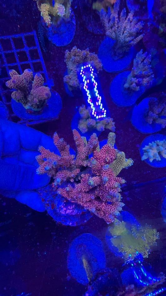 Acropora millepora
