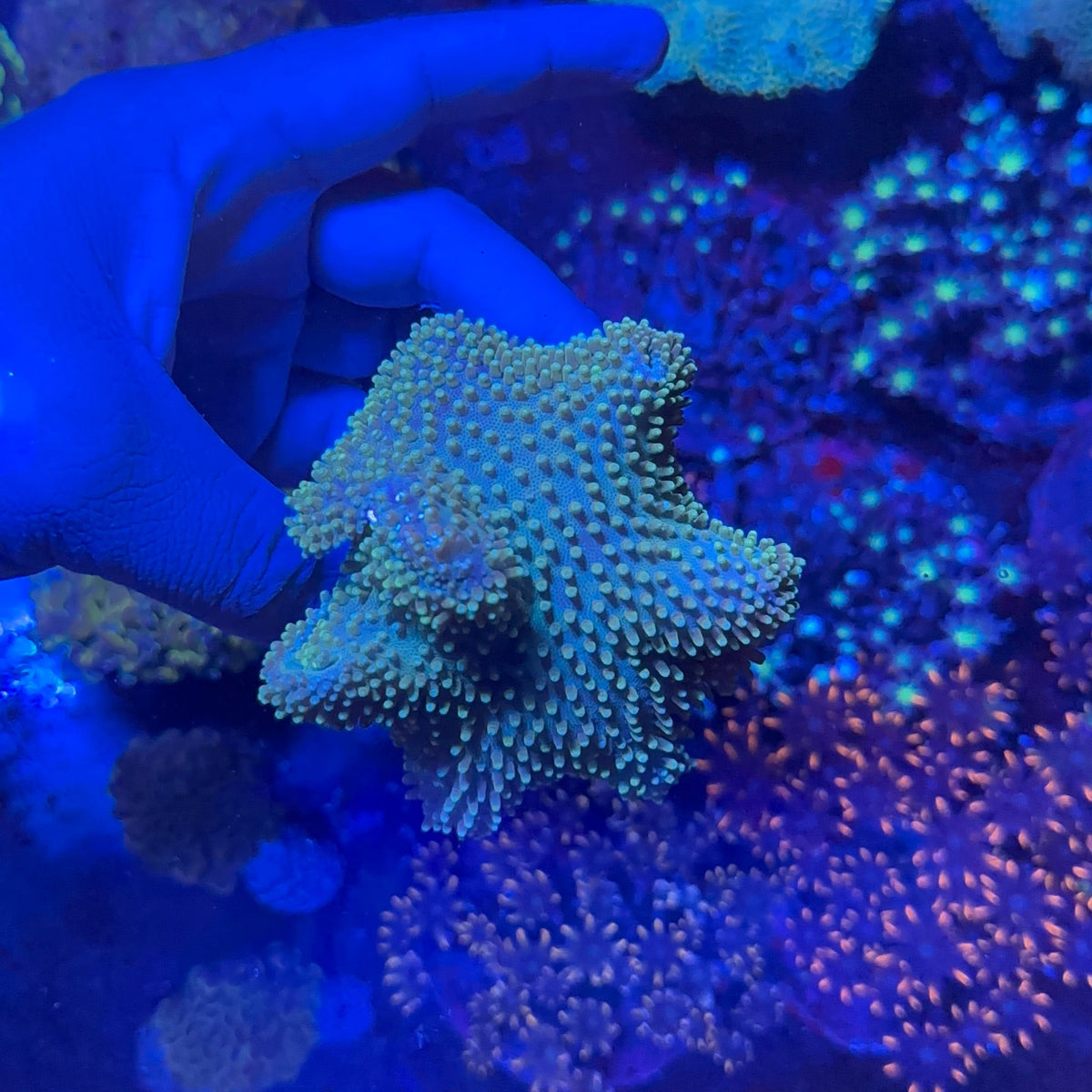 Leather Coral
