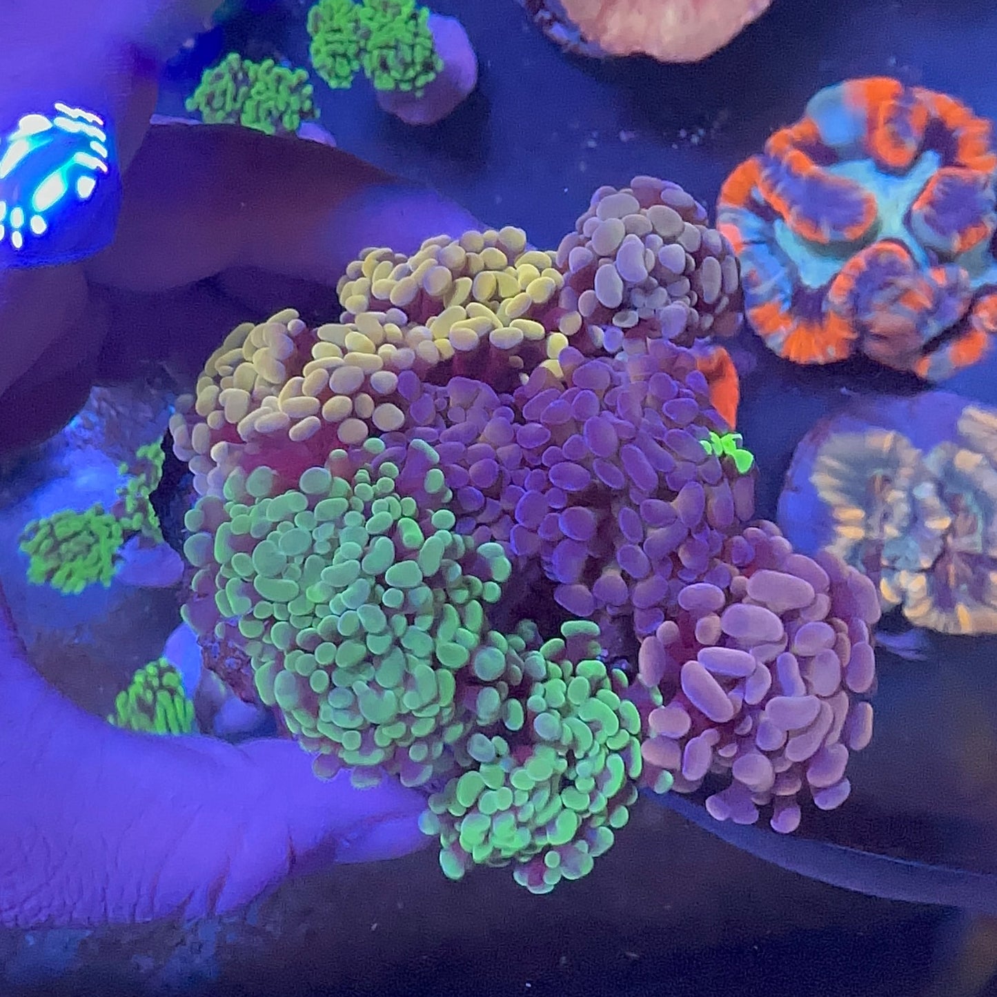 Hammer Coral Mix