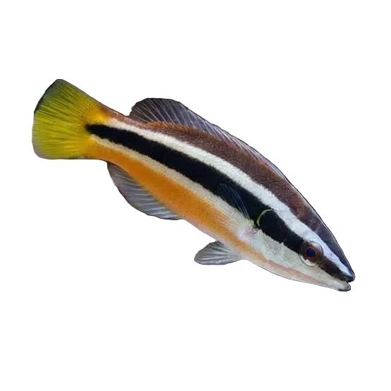 Yellowtail tubelip