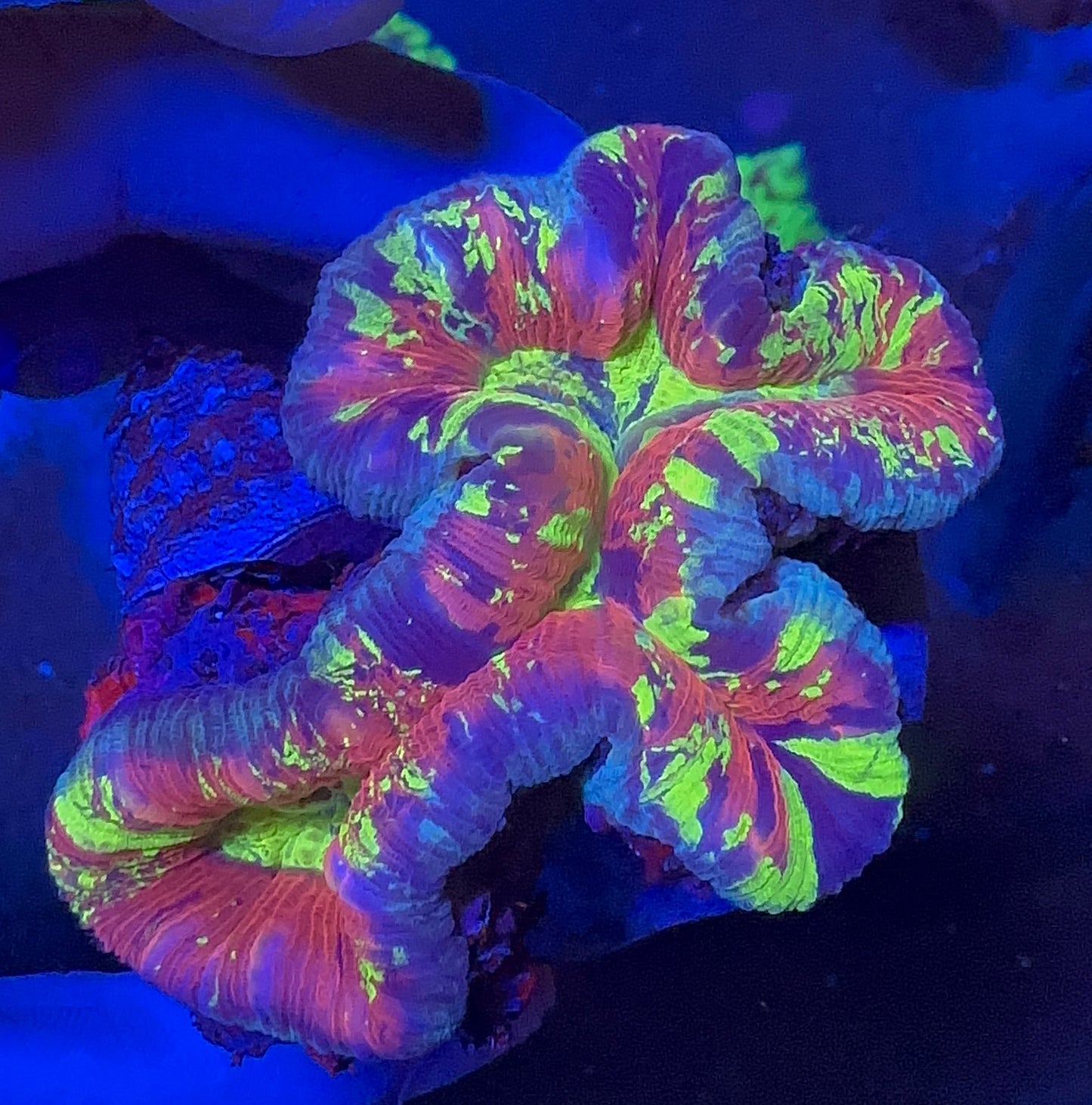 Brain Coral