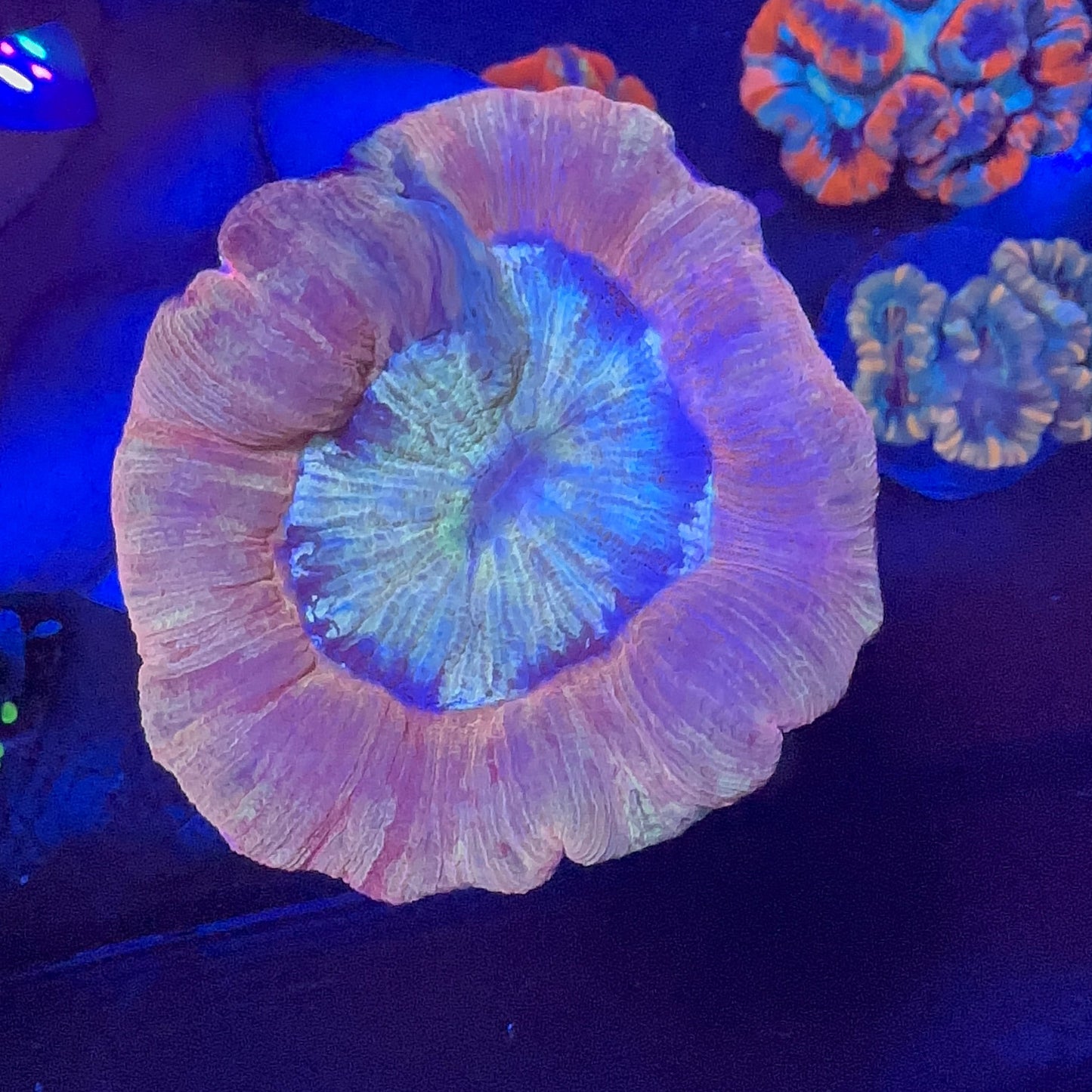 Brain Coral (Trachyphyllia ) Premium