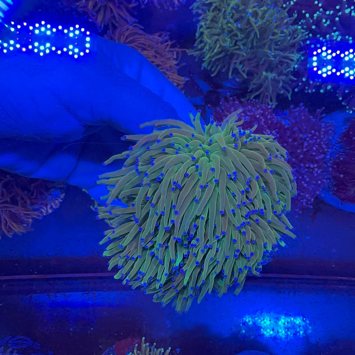 Green Torch