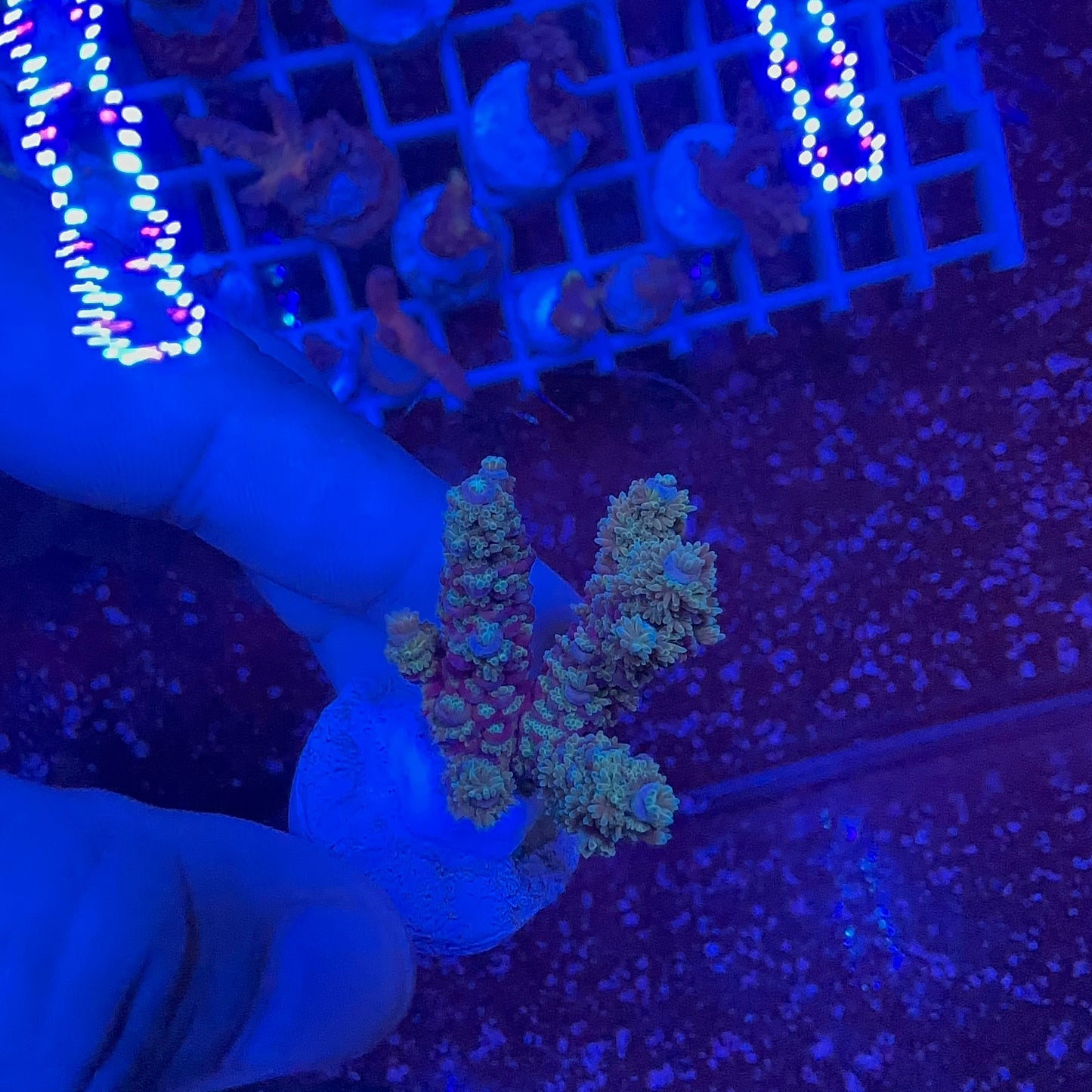 Acrapora Sp. Frag