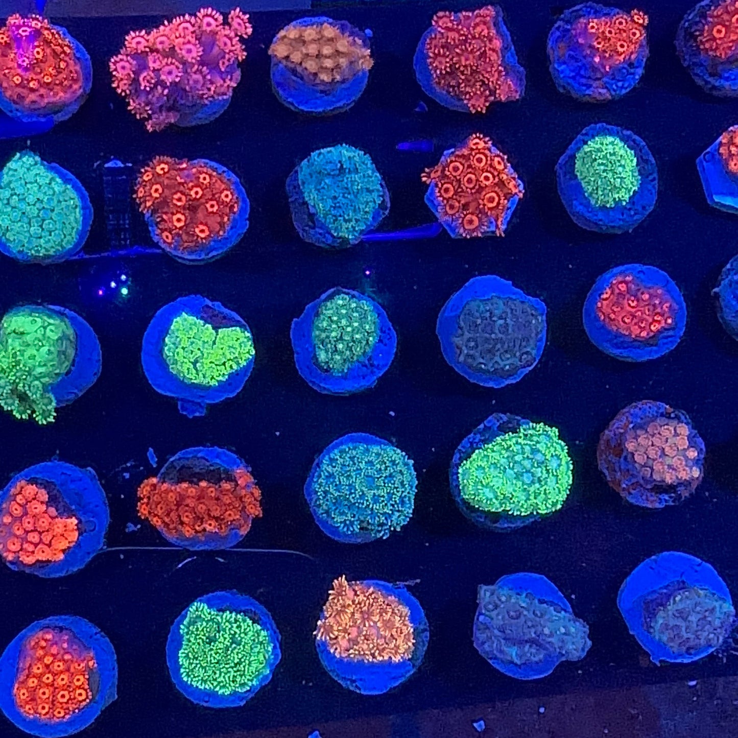 Goniopora Green Frag