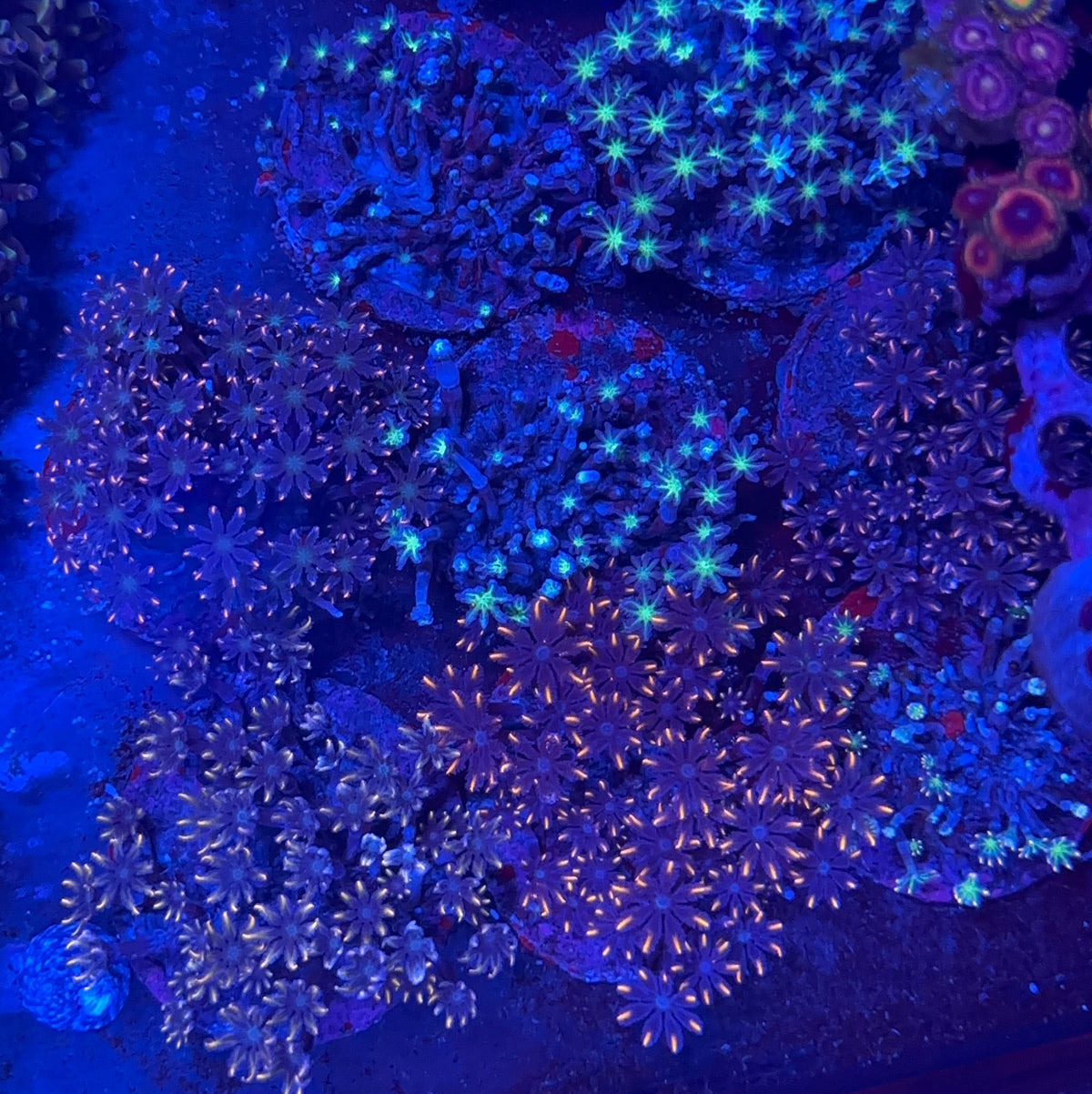 Glove Polyp