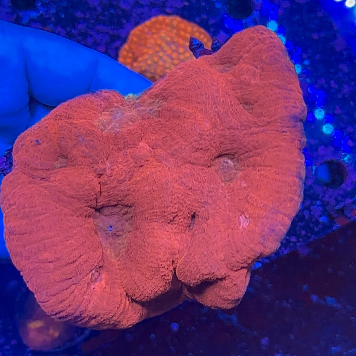 Australomussa Metalic Red