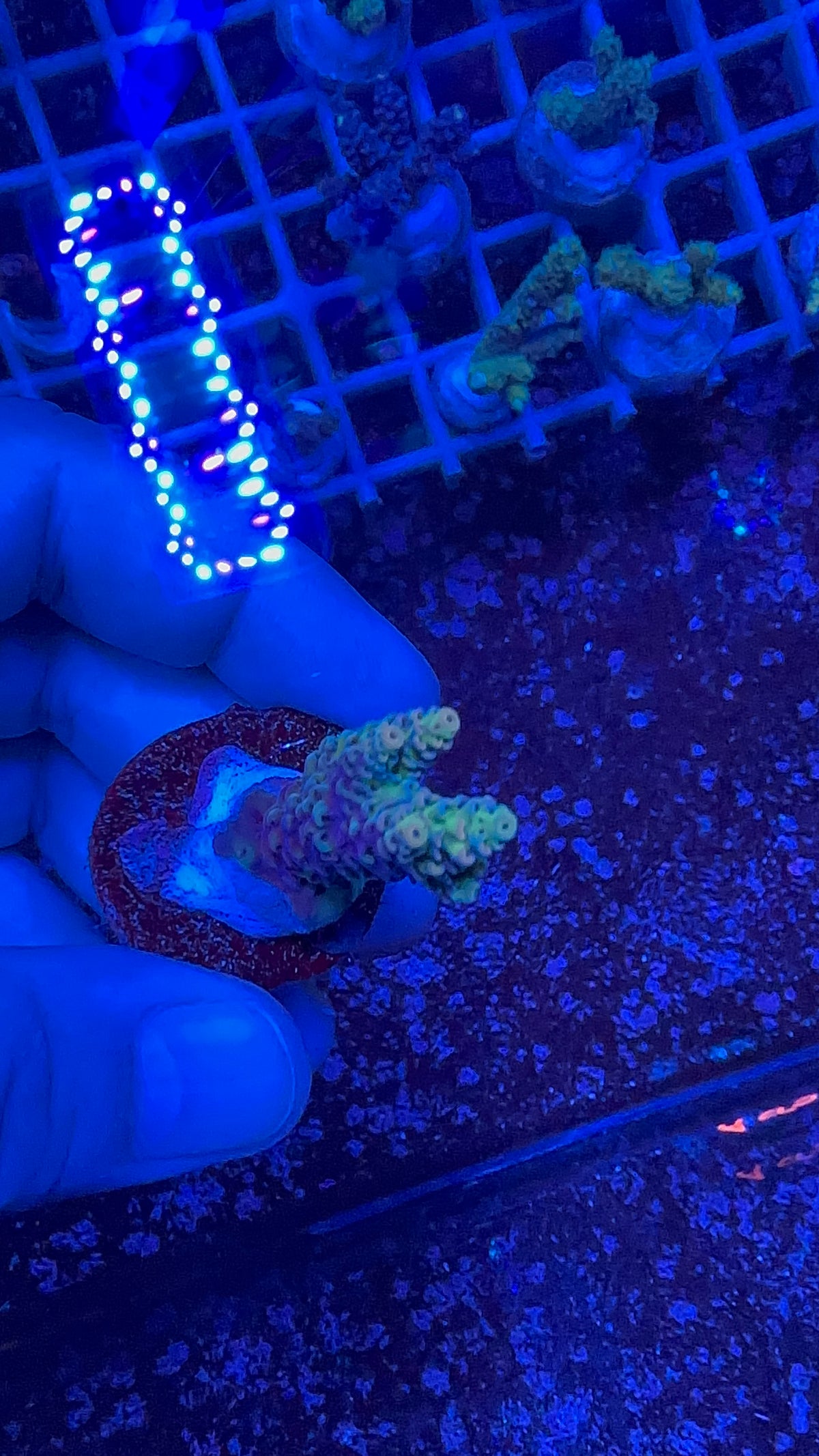 Acrapora Sp. Frag