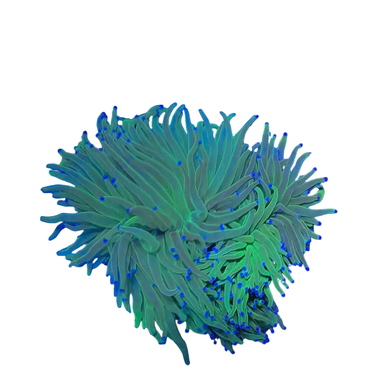 Green Torch Coral