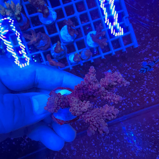 Acrapora Sp. Frag