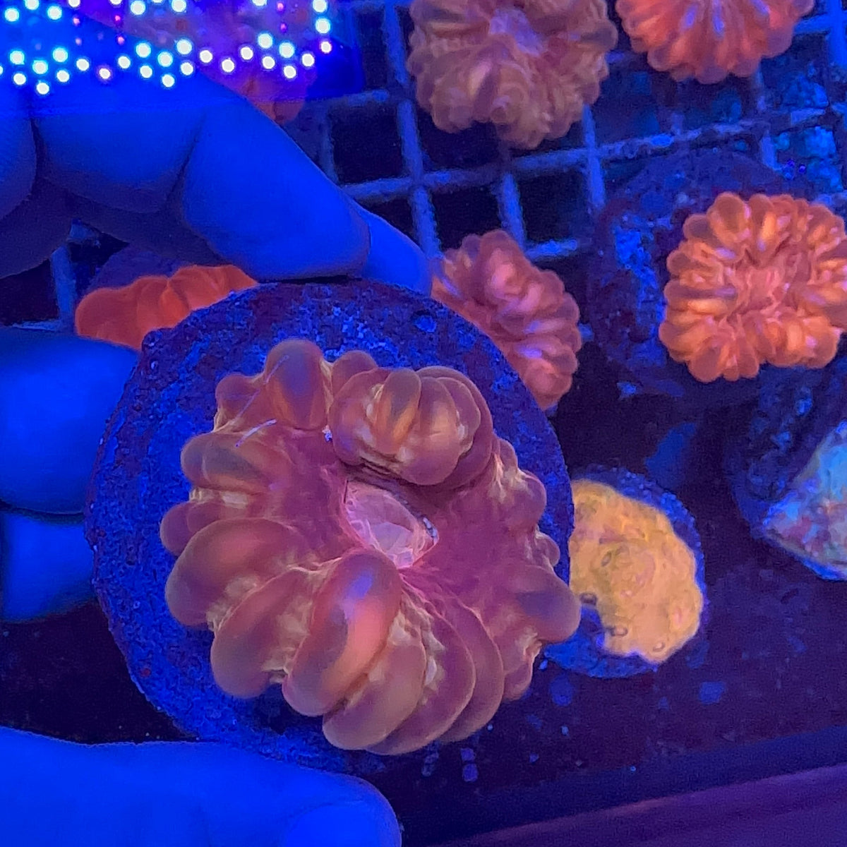Cynarina Coral