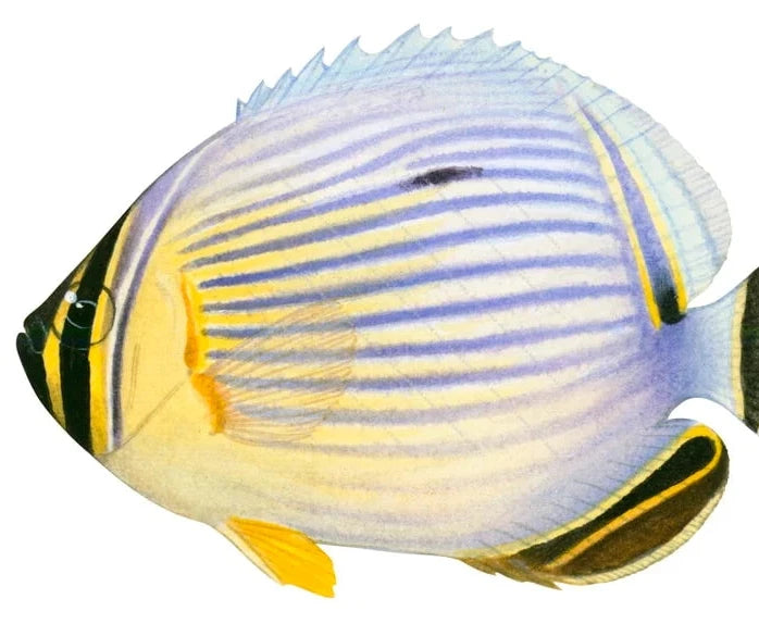 Melon butterflyfish