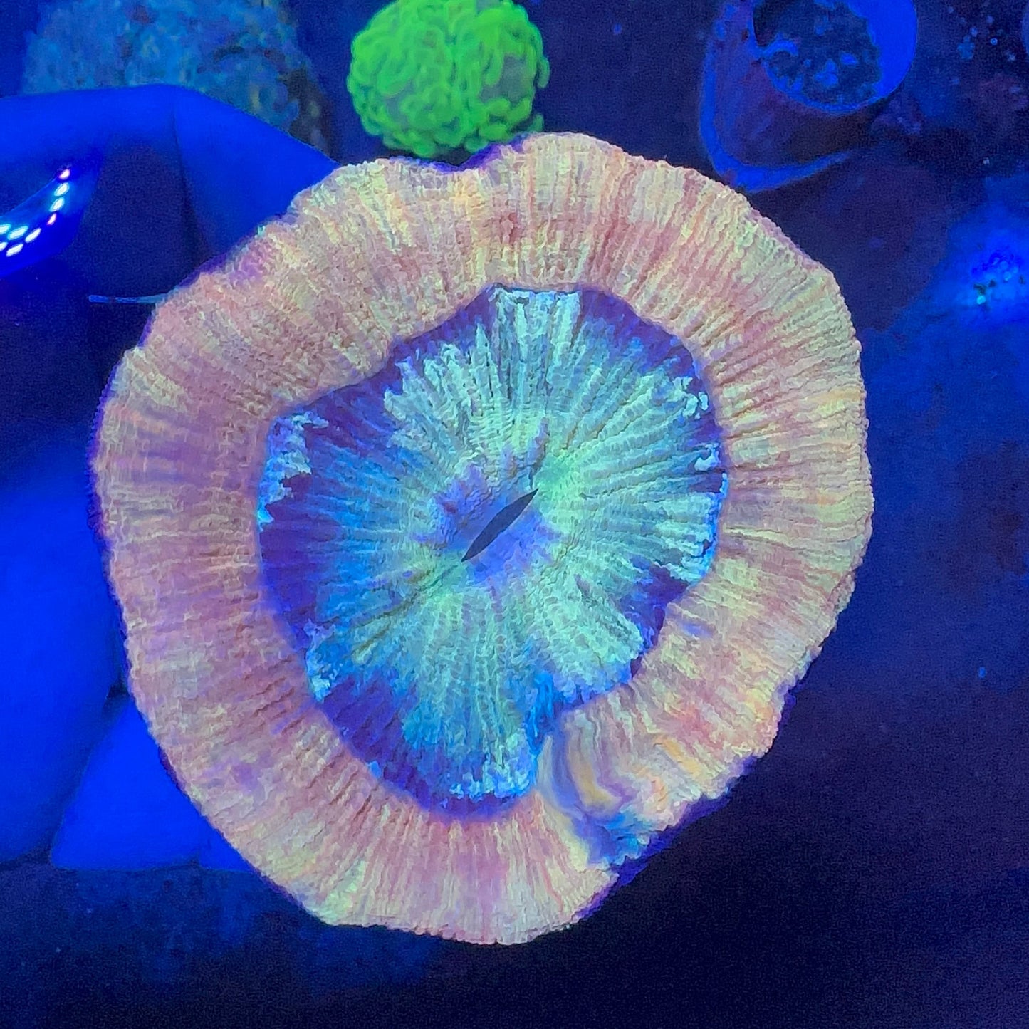 Brain Coral (Trachyphyllia ) Premium