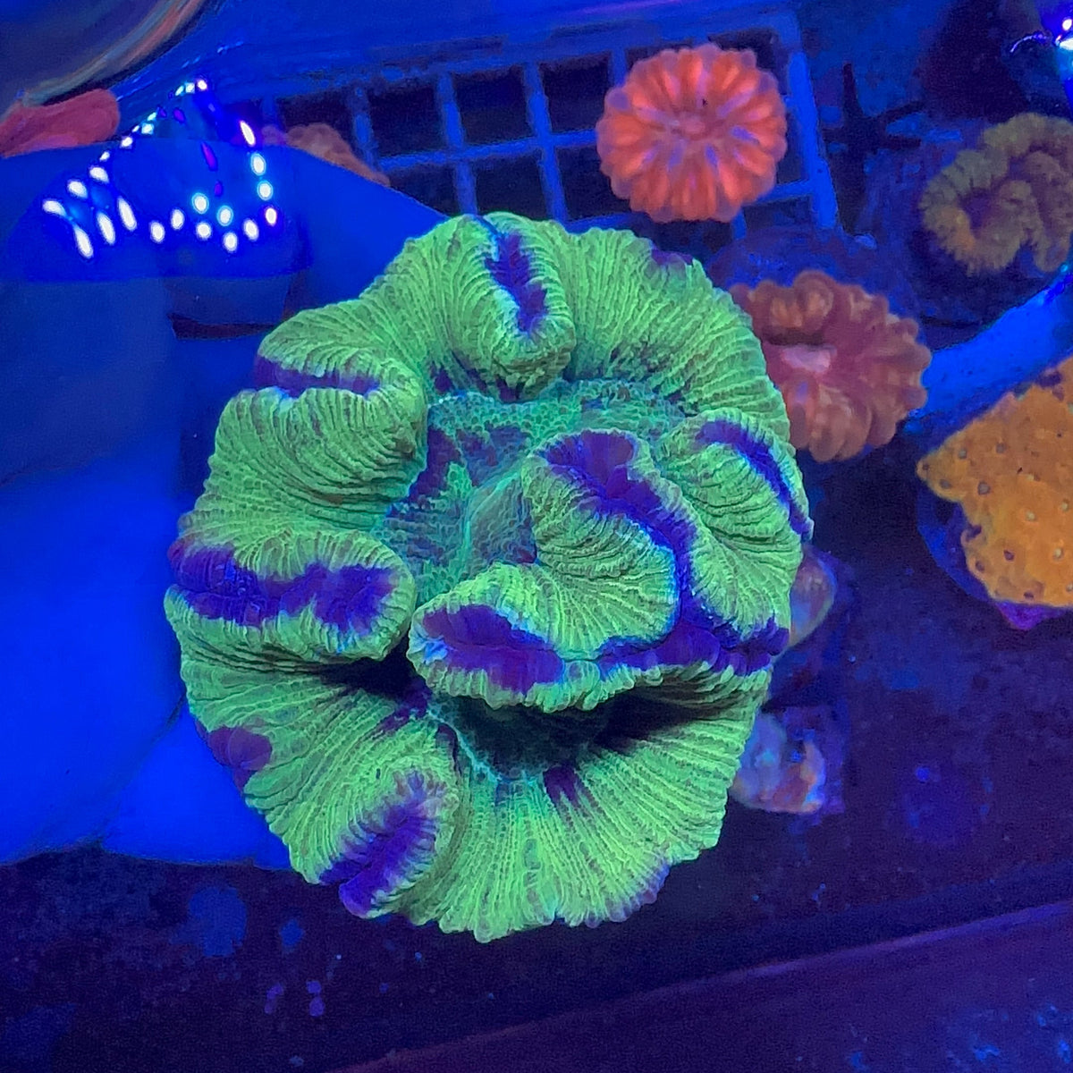 Brain Coral (Trachyphyllia ) Premium