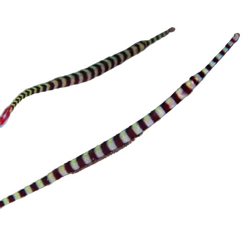 Banded Pipefish