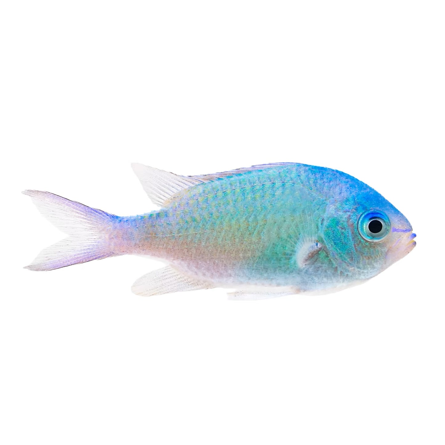 Chromis Viridis
