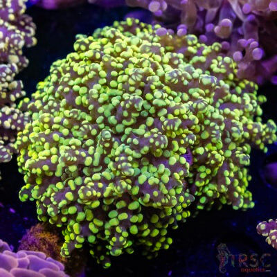 Frogspawn