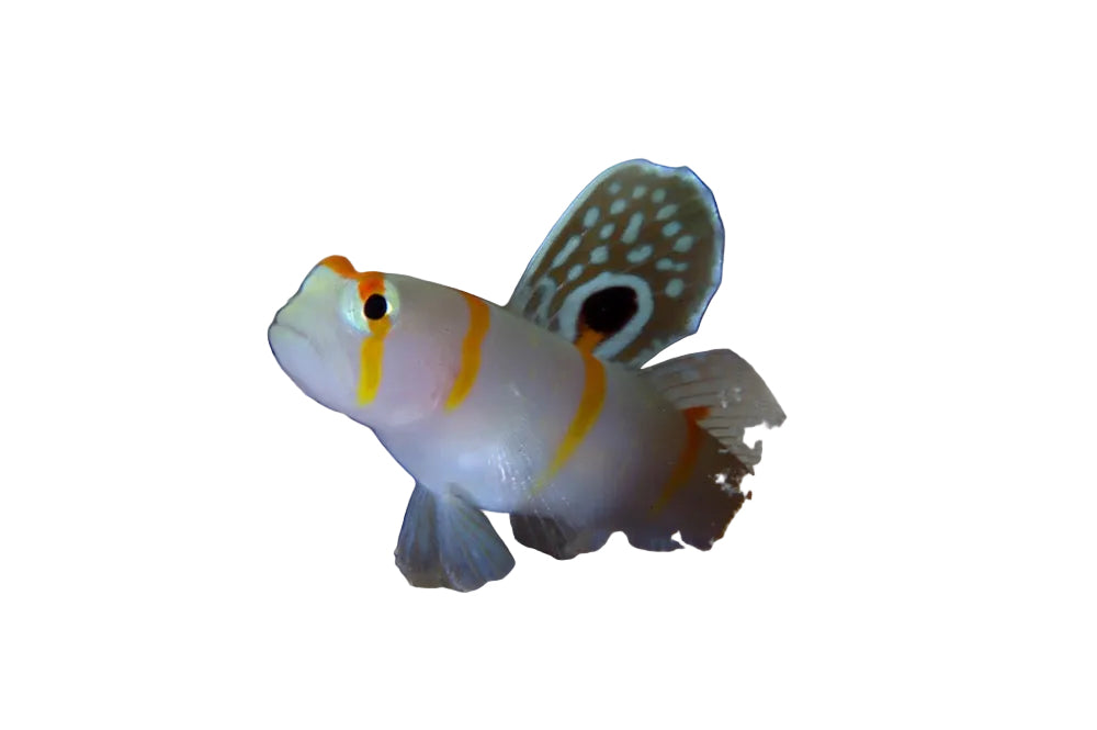 Randalli Goby (Karides Goby)