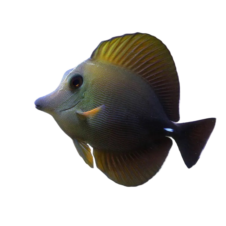 Brown Tang