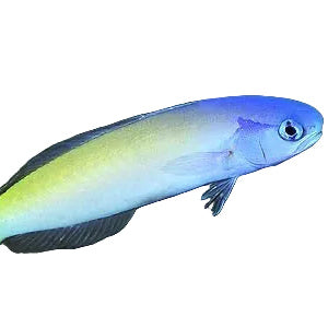 Starck's Blue Head Tilefish