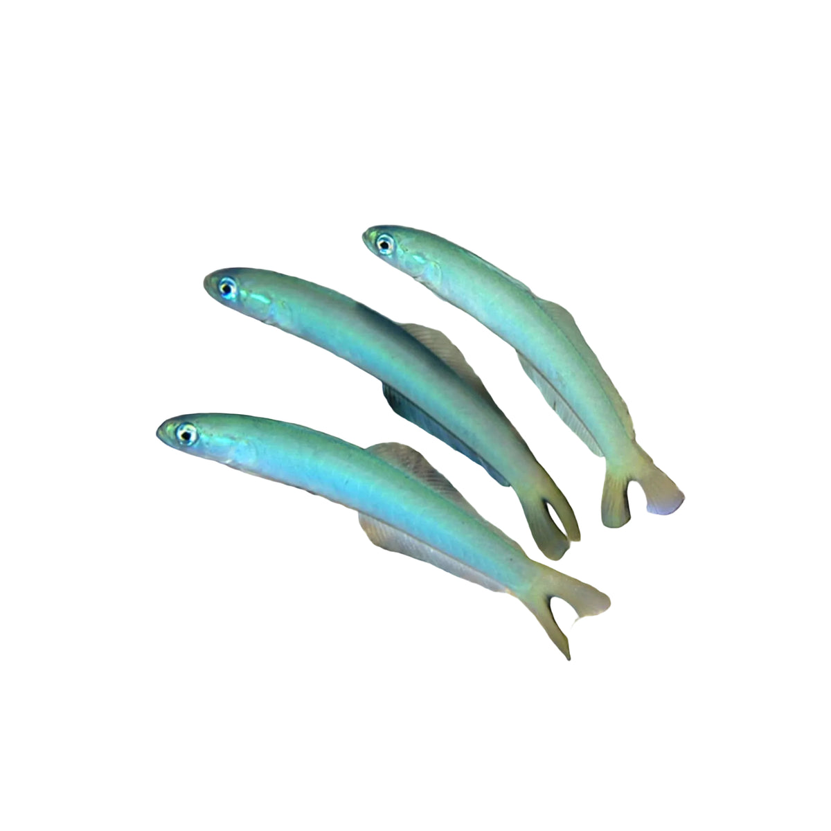 Blue Gudgeon Goby