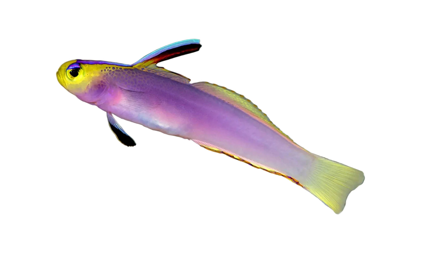 Helfrich Goby