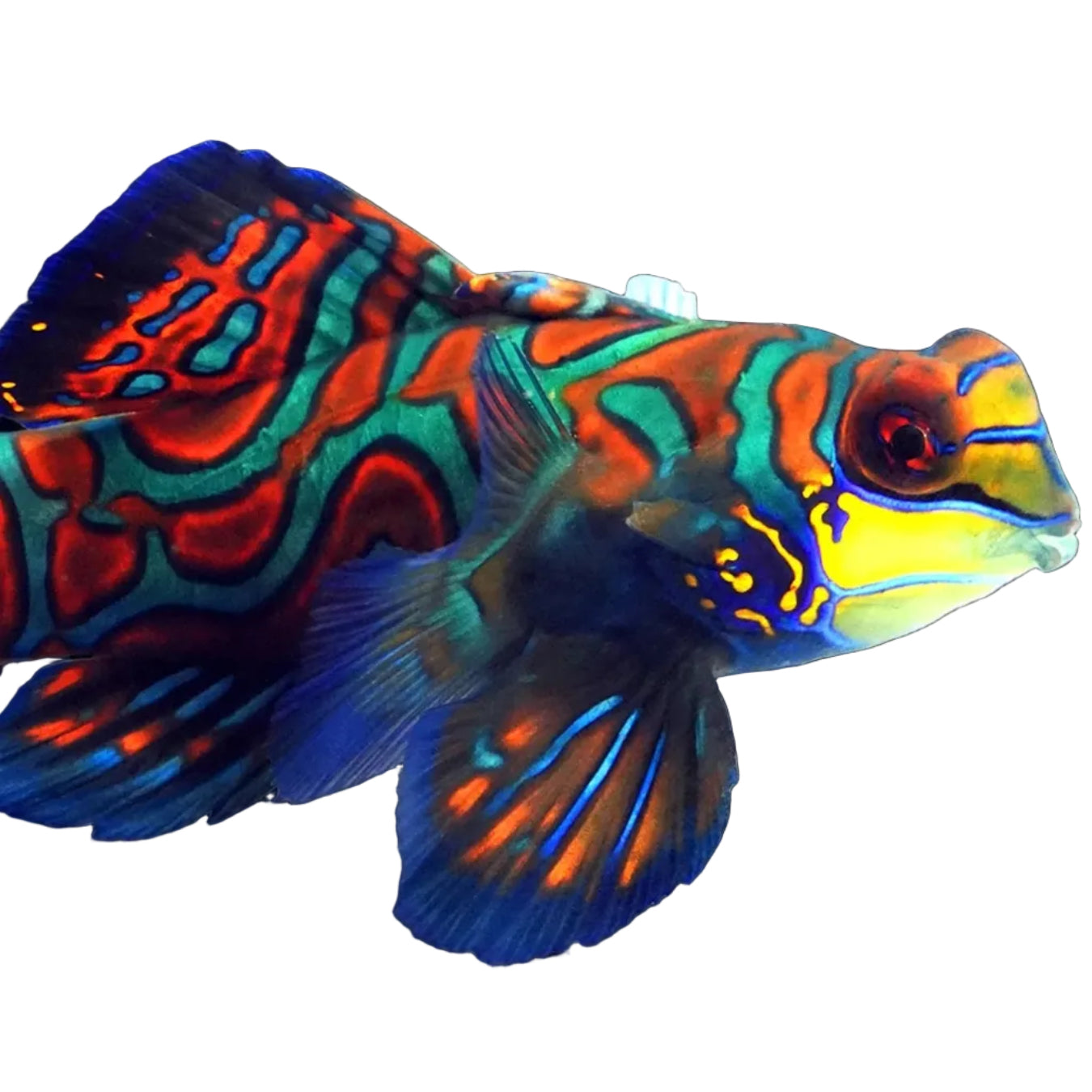 Blue Mandarin