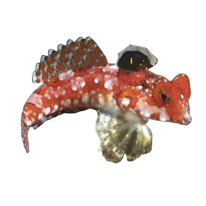 Red Scotter Blenny