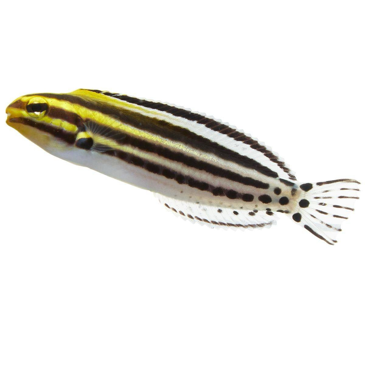 Striped Blenny