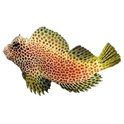 Leopard Blenny