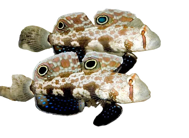 Twin Spot Goby