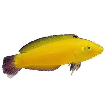 الورس الأصفر