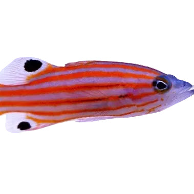 SwissGuard Basslet