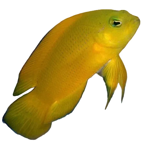 Golden Dotyback
