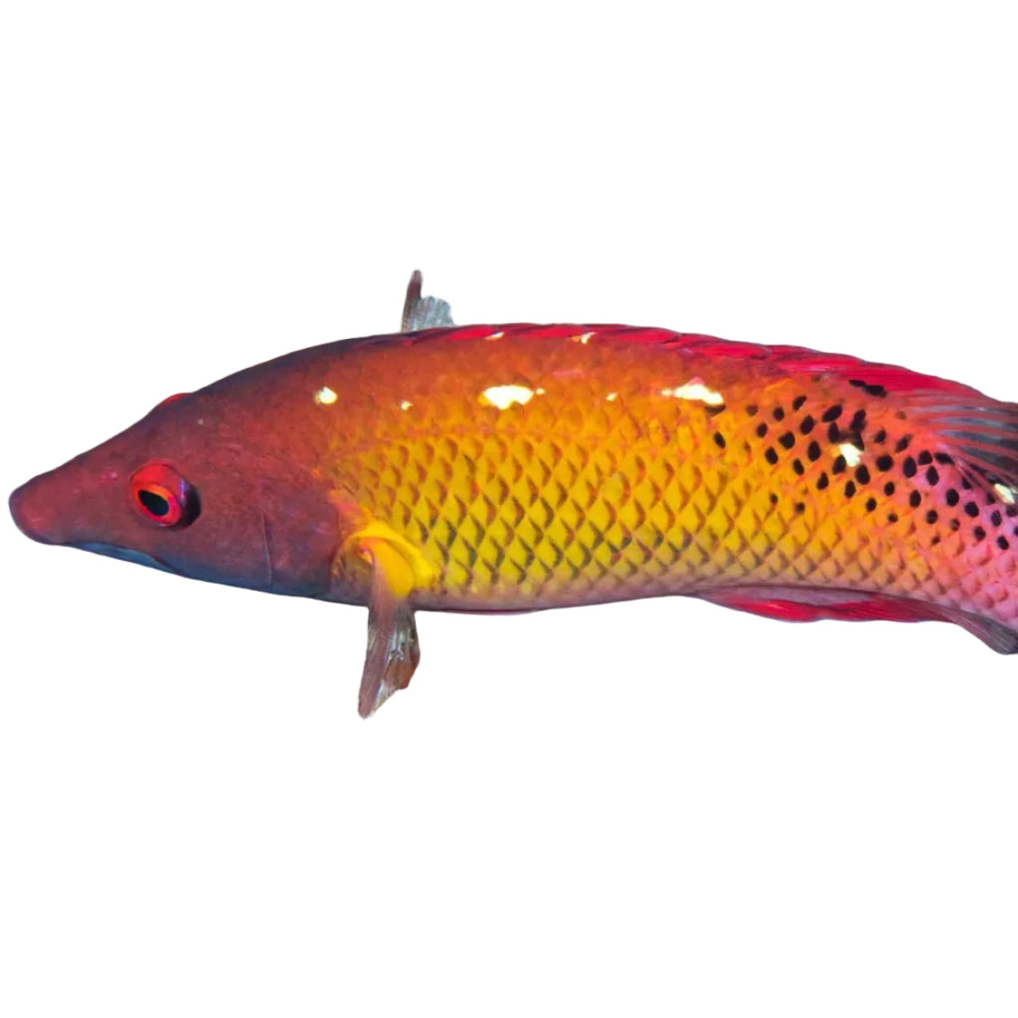 Diana's Hogfish