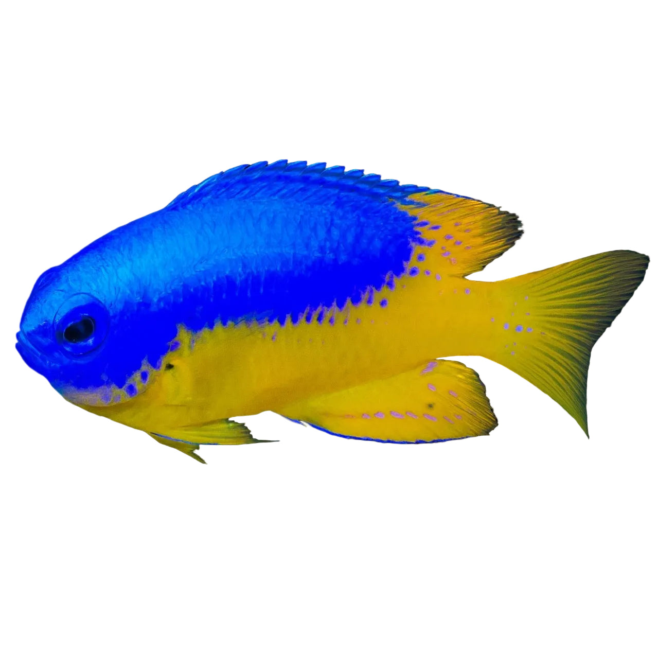 Metallic Blue Yellow Belly Damsel