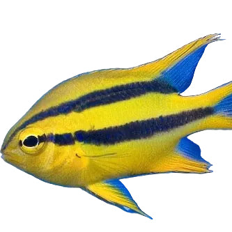 Black Yellow Line Damsel