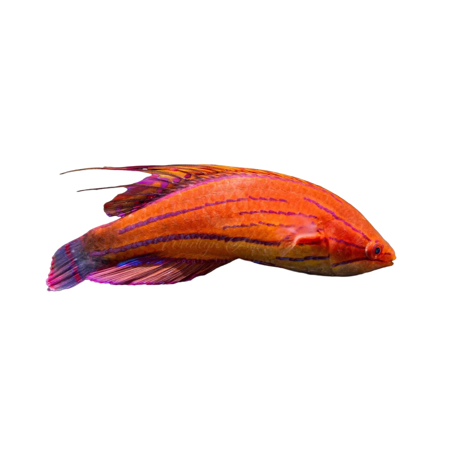 Carpenter Wrasse