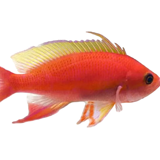 Resplendent Anthias