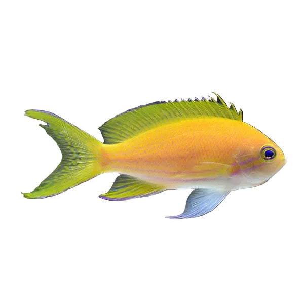 Squarespot Anthias