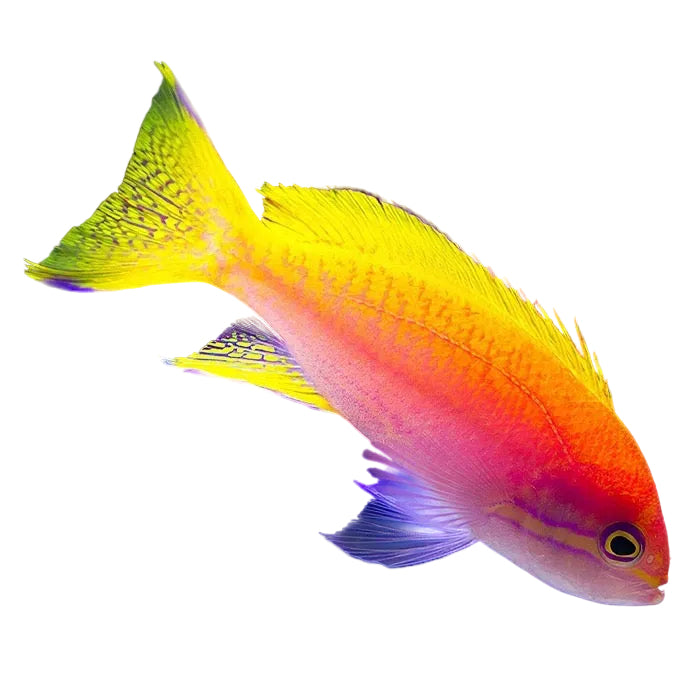 Bimaculatus Anthias