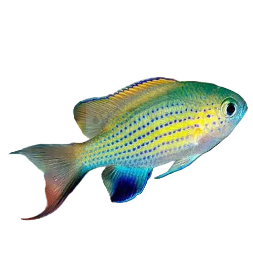 Chromis vanderbilti
