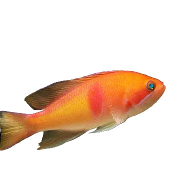 Red Belted Anthias