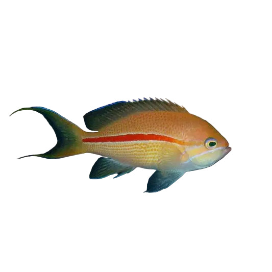 Red Stripe Anthias