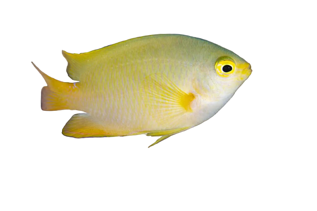 Lemon Damsel